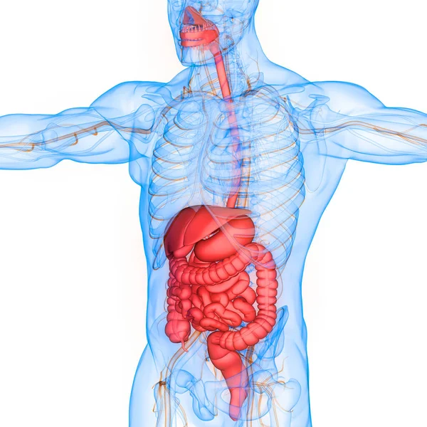 Estómago Del Sistema Digestivo Humano Con Anatomía Del Intestino Delgado — Foto de Stock