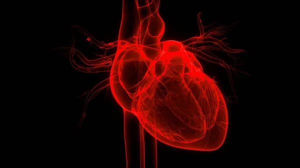 Human Circulatory System Heart Anatomy. 3D