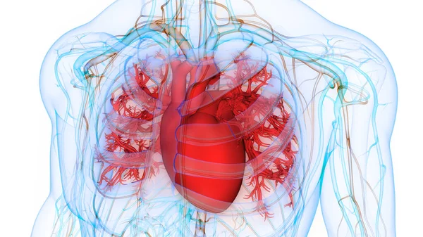 Anatomie Srdce Lidského Oběhového Systému — Stock fotografie