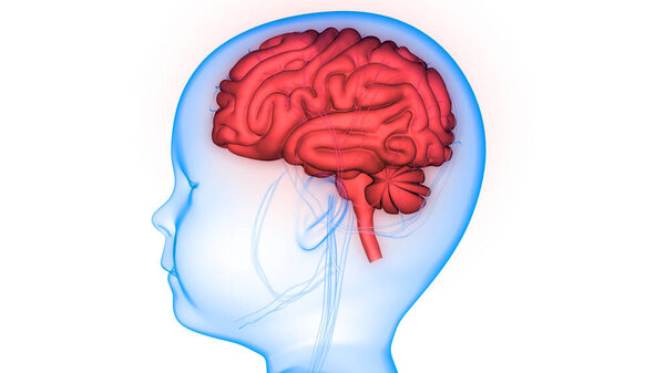 Central Organ of Human Nervous System brain Anatomy. 3D