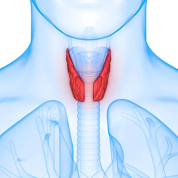 Human Body Glands Lobes of Thyroid Gland Anatomy. 3D