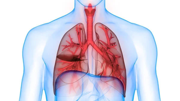 Ludzki Układ Oddechowy Anatomia Płuc — Zdjęcie stockowe
