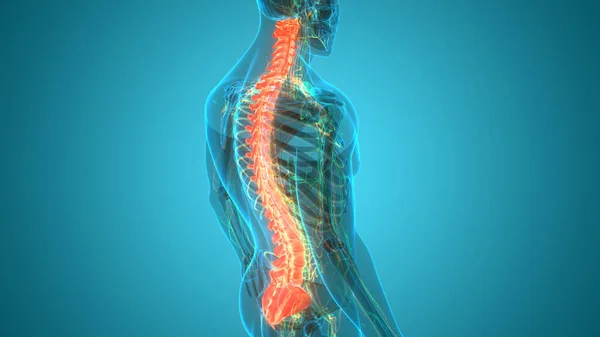 Vertebral Column Human Skeleton System Anatomy — 스톡 사진