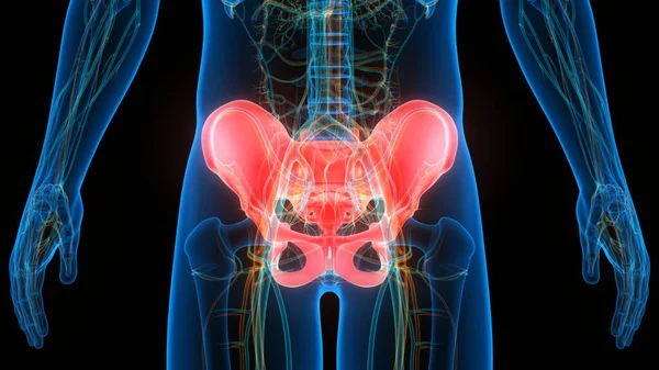 Menselijke Skelet Systeem Hip Anatomie Illustratie — Stockfoto