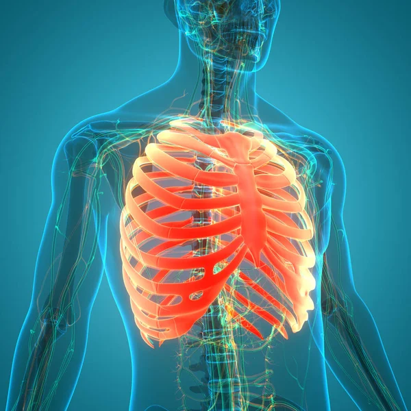 3D Illustration of Human Skeleton System Rib Cage Anatomy
