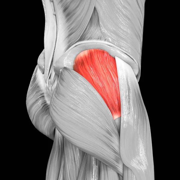 Sistema Muscular Humano Músculos Perna Gluteus Medius Muscle Anatomy — Fotografia de Stock