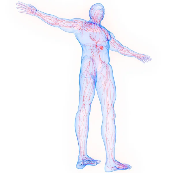 Человеческая Внутренняя Система Lymph Nodes Anatomy — стоковое фото