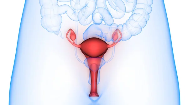 Жіноча Репродуктивна Система Нервовою Системою Сечовим Міхуром Анатомія — стокове фото