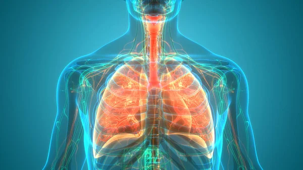 Anatomie Der Lungen Des Menschlichen Atemsystems Stockbild