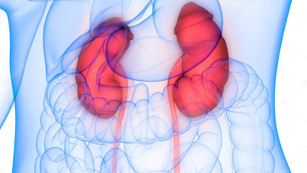 Human Urinary System Kidneys Anatomy. 3D