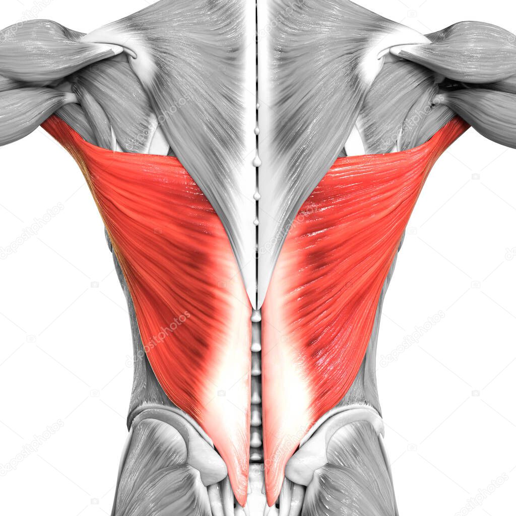 Human Muscular System Torso Muscles Latissimus Dorsi Muscle Anatomy. 3D