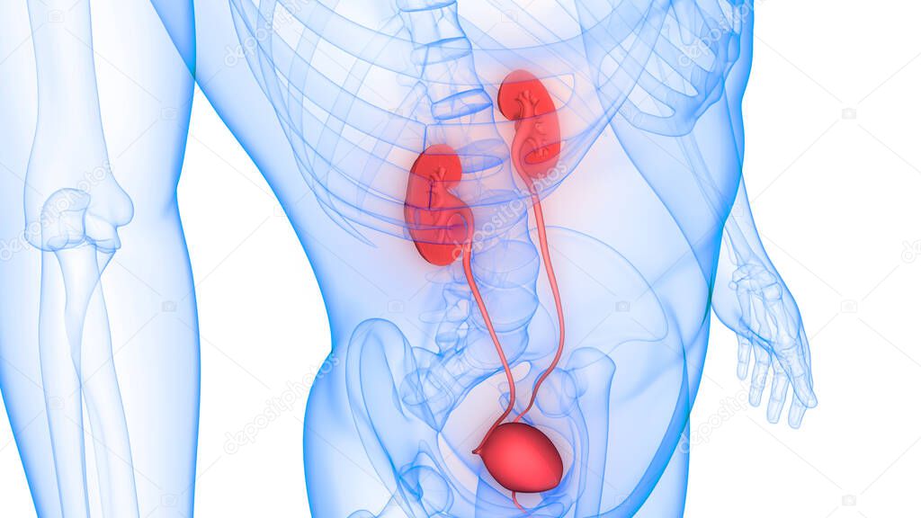 Human Urinary System Kidneys with Bladder Anatomy. 3D