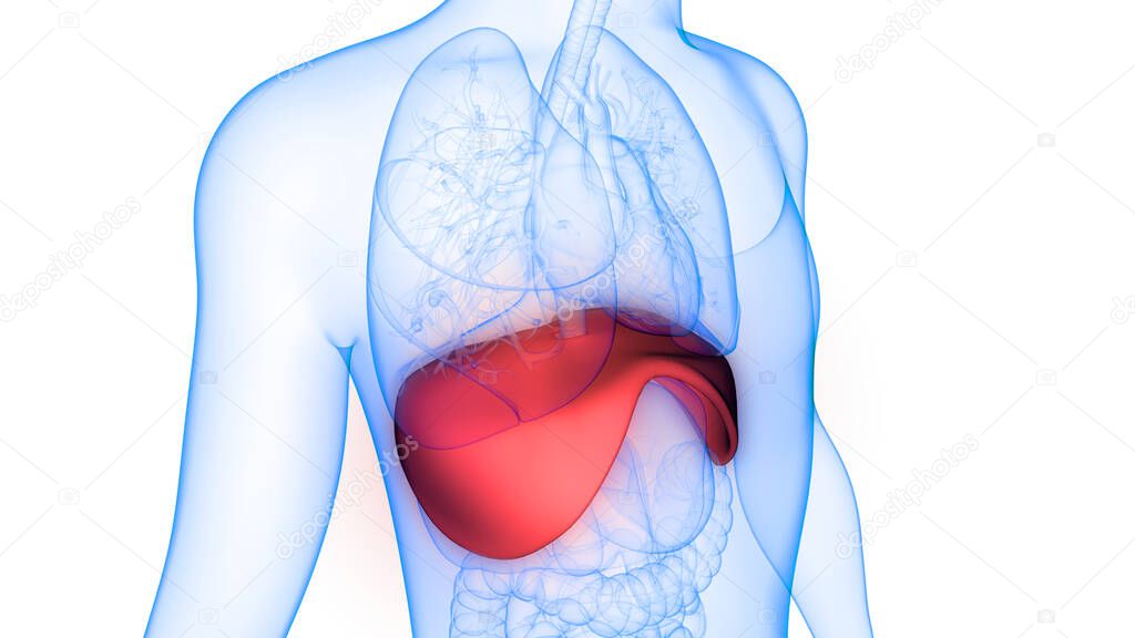 Human Respiratory System Diaphragm Anatomy. 3D