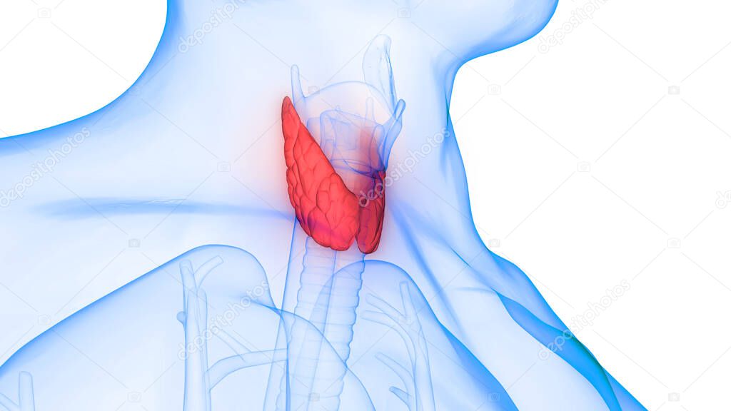 Human Body Glands Lobes of Thyroid Gland Anatomy. 3D