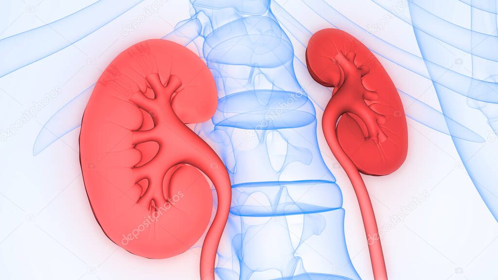 Human Urinary System Kidneys with Bladder Anatomy. 3D