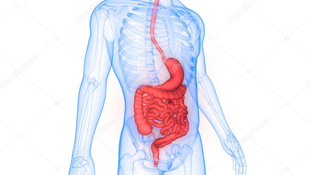 Human Digestive System Stomach with Small Intestine Anatomy. 3D