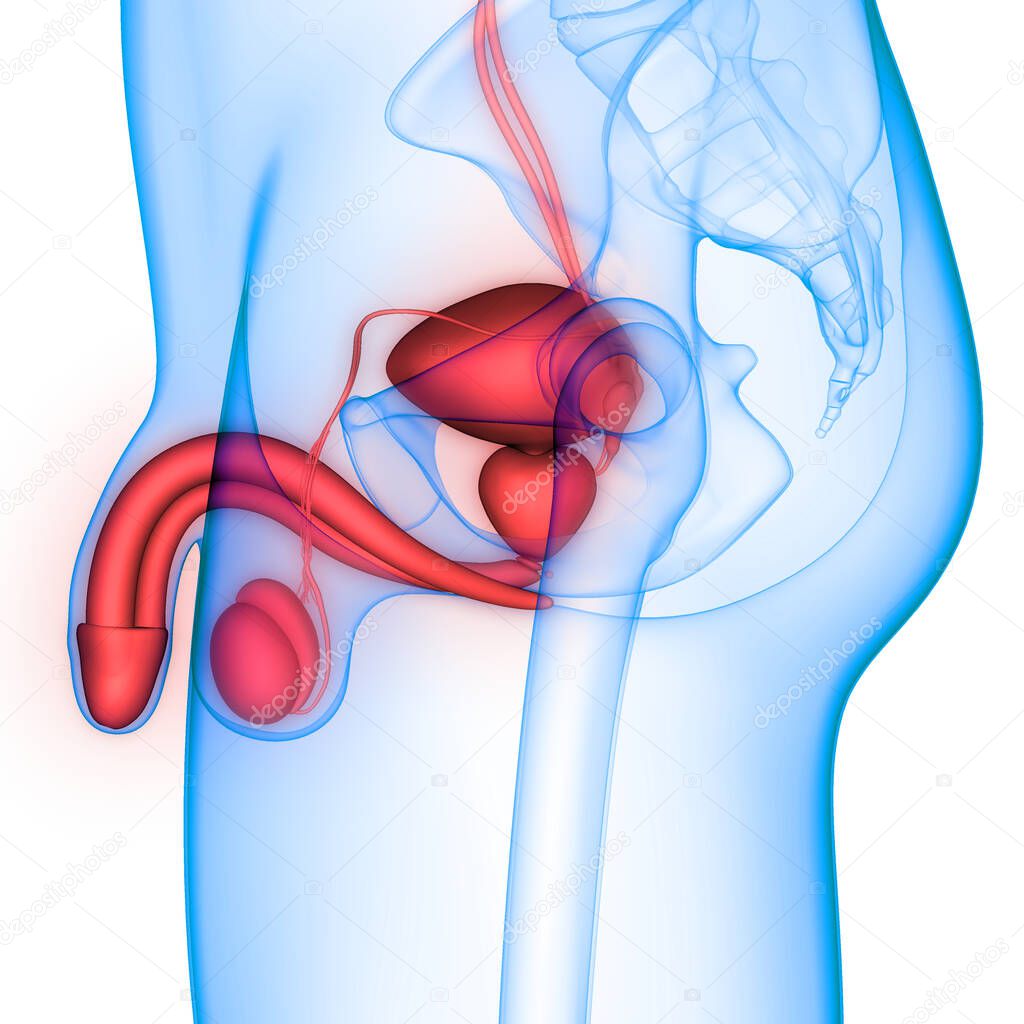 Male Reproductive System Anatomy. 3D