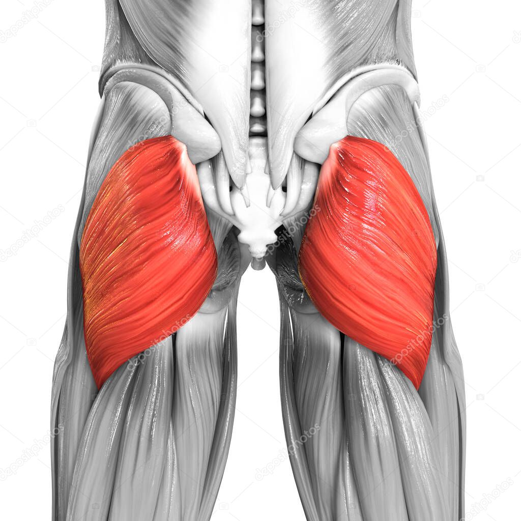 Human Muscular System Legs Muscles Gluteus Maximus Muscle Anatomy. 3D
