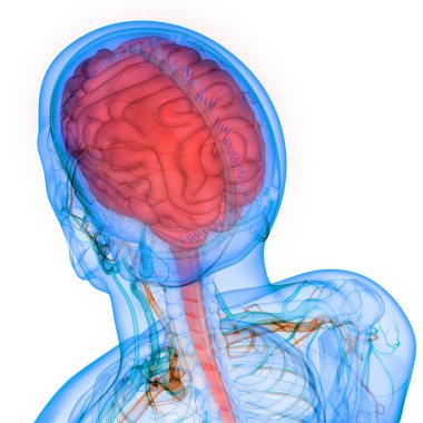 İnsan Sinir Sistemi Beyin Anatomisi Merkezi Organı. Üç Boyut