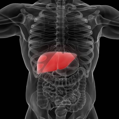 İnsan vücudu karaciğer anatomisi. Üç Boyut