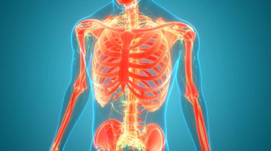 İnsan iskeletinin 3 boyutlu tasviri Kaburga Kafesi Anatomisi