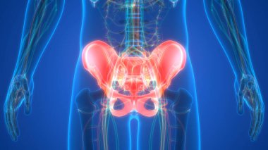 İnsan iskelet sistemi pelvis eklemi anatomisi. Üç Boyut