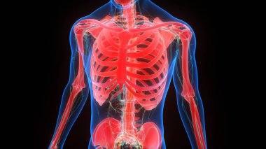 İnsan iskeletinin 3 boyutlu tasviri Kaburga Kafesi Anatomisi