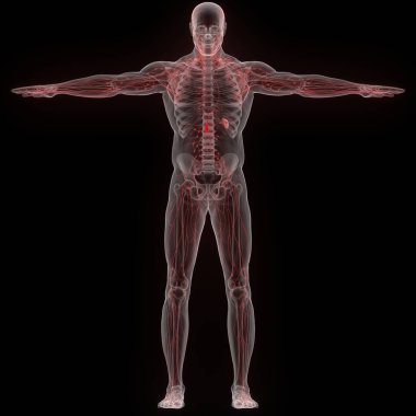 İnsan iç sistemi lenf düğümleri anatomisi. Üç Boyut