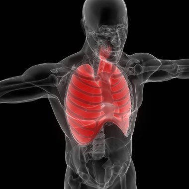 İnsan Vücut Organları (Ciğerleri) 3D
