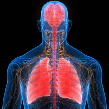 İnsan Vücut Organları (Ciğerleri) 3D