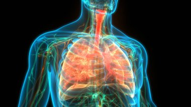 Human Body Organs (Lungs) 3D clipart