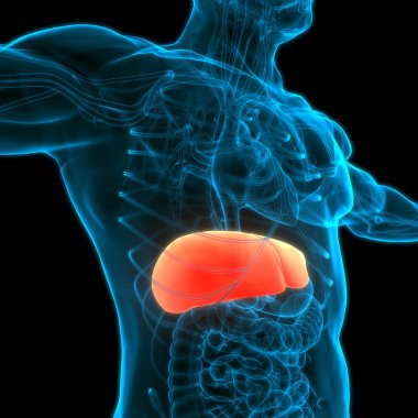 İnsan vücudu karaciğer anatomisi. Üç Boyut
