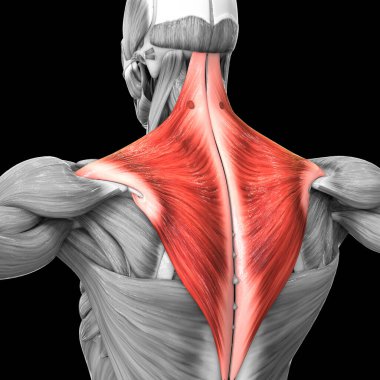 İnsan Kas Sistemi Gövde Kasları Göğüs Kasları Anatomisi. Üç Boyut