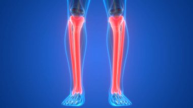 İnsan iskeleti bacak eklemi anatomisi. 3D - Görüntü