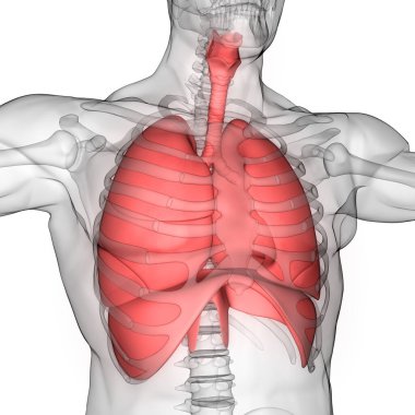 Diyafram anatomisi olan insan solunum sistemi akciğerleri. Üç Boyut