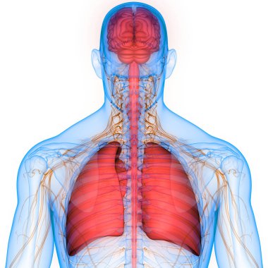 İnsan Solunum Sistemi Diyafram Anatomisi. Üç Boyut