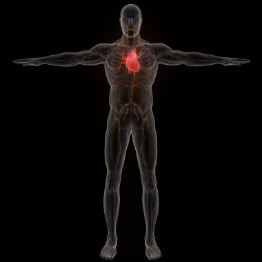 İnsan Dolaşım Sistemi Kalp Anatomisi. Üç Boyut