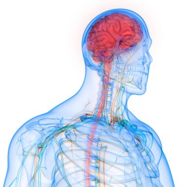 İnsan Sinir Sistemi Beyin Anatomisi Merkezi Organı. Üç Boyut