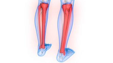 İnsan iskeleti bacak eklemi anatomisi. 3D - Görüntü