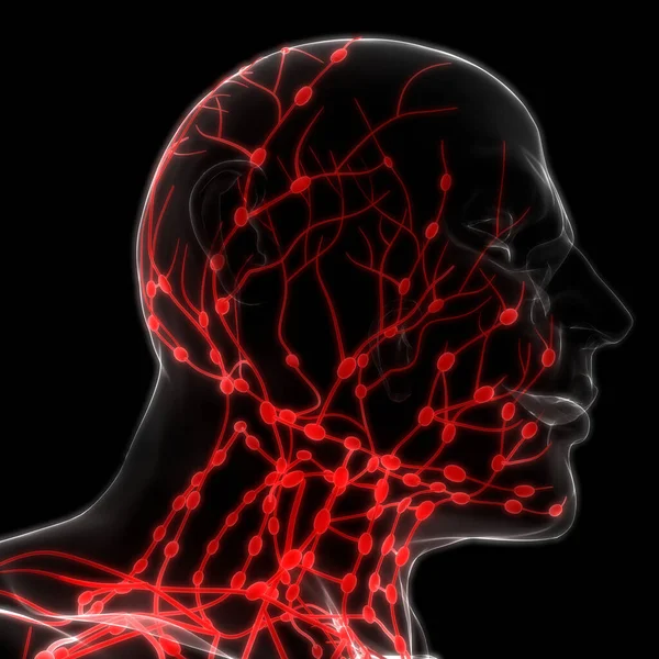 Human Internal system Lymph Nodes Anatomy. 3D