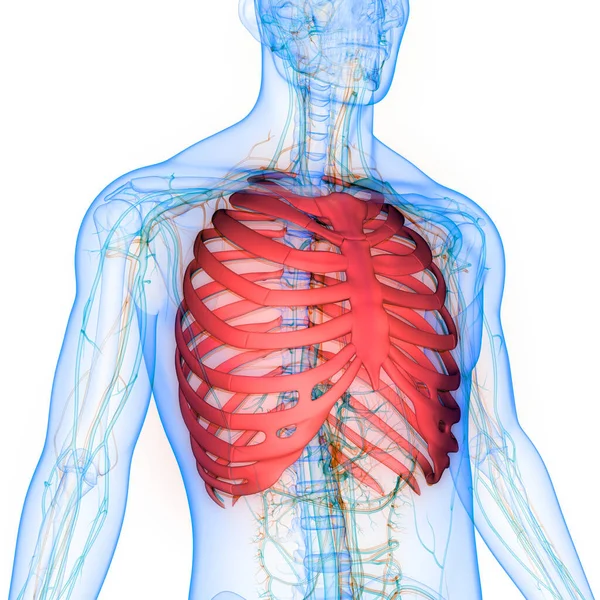 Nsan Iskeletinin Boyutlu Tasviri Kaburga Kafesi Anatomisi — Stok fotoğraf