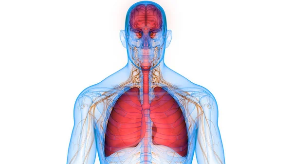 Anatomie Van Het Menselijk Ademhalingssysteem — Stockfoto