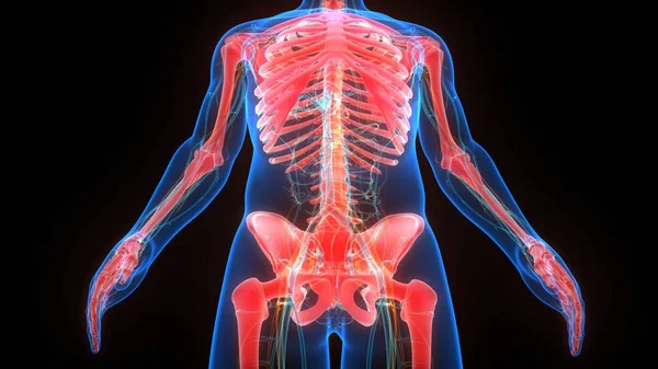 Menschliches Skelettsystem Beckenknochengelenke Anatomie — Stockfoto