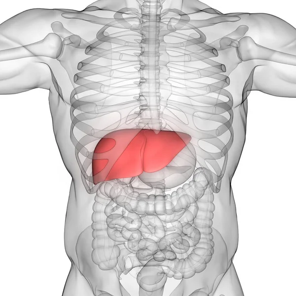 Organ Tubuh Manusia Anatomi Hati — Stok Foto