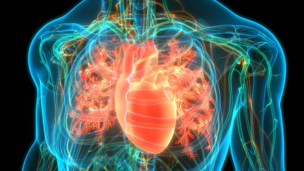 해부학 Human Circulatory System Heart Anatomy — 스톡 사진