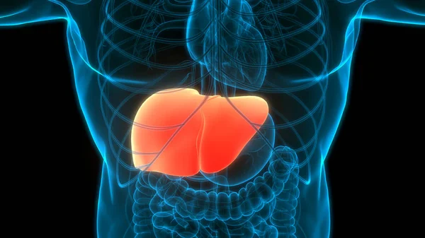 人体臓器肝解剖学 — ストック写真