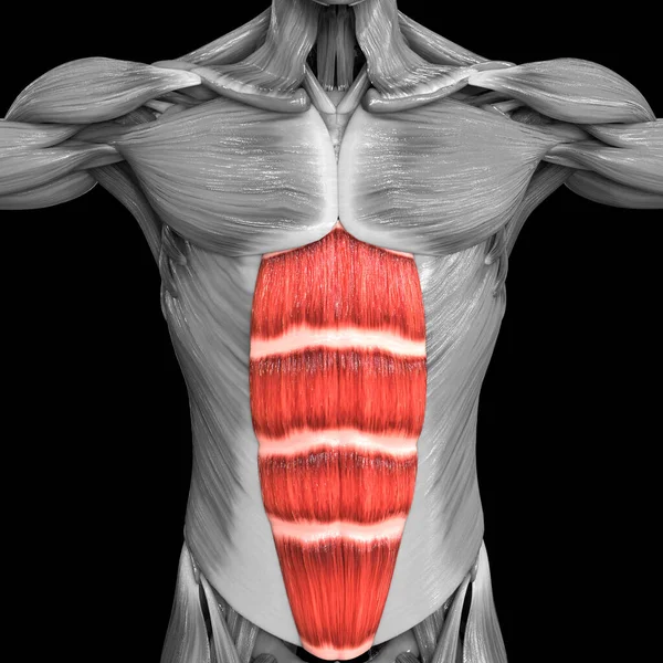 Sistema Muscolare Umano Muscoli Del Tronco Anatomia Dei Muscoli Pettorali — Foto Stock