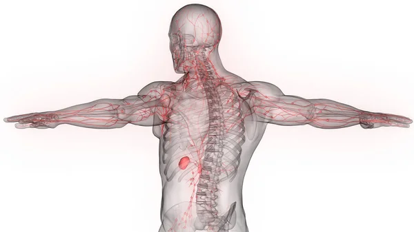 Sistem Internal Manusia Node Anatomi Lymph — Stok Foto