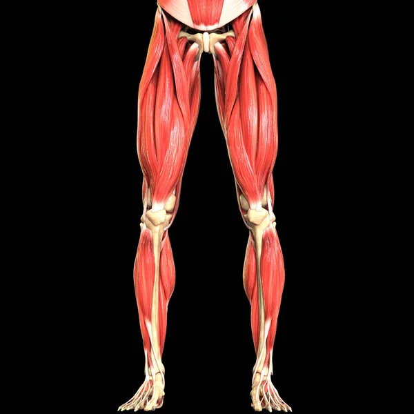 Мышечная Система Человеческого Тела Анатомия — стоковое фото