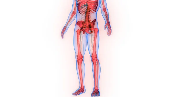 Människans Skelett System Bäckenben Leder Anatomi Tredimensionell — Stockfoto